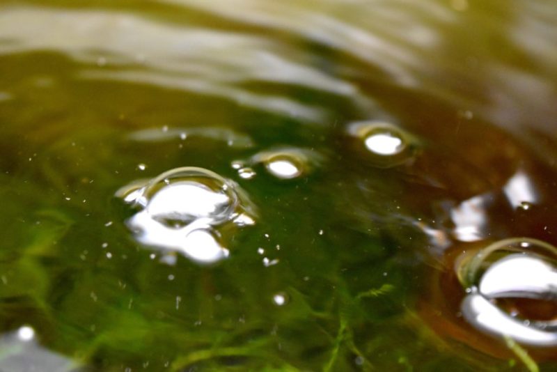 水面に浮かぶ気泡と水中にある緑色の水草