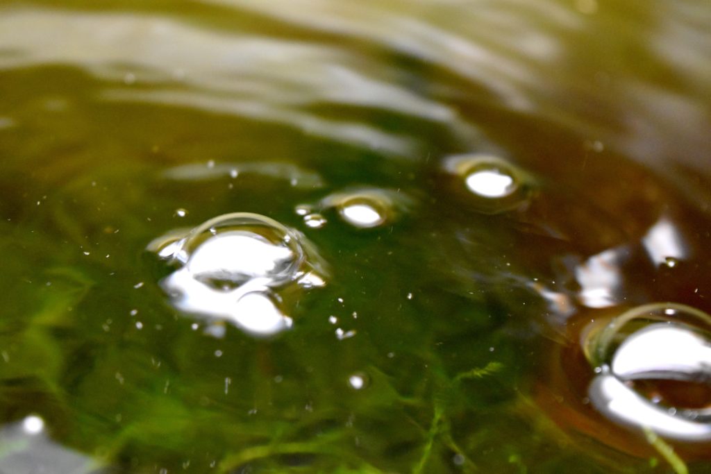 水面に浮かぶ気泡と水中にある緑色の水草