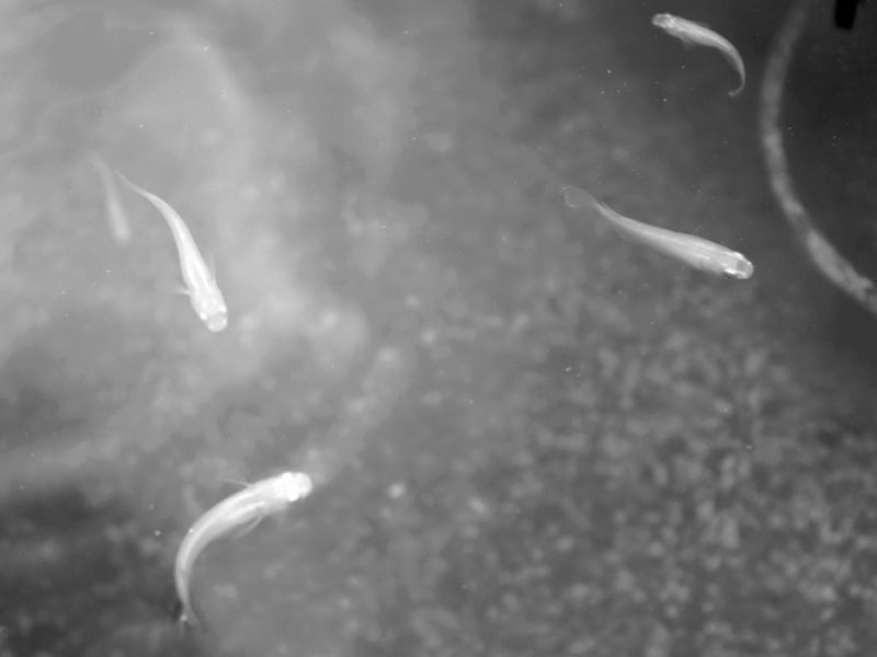 水槽内を泳ぐ数匹のメダカのモノクロ写真