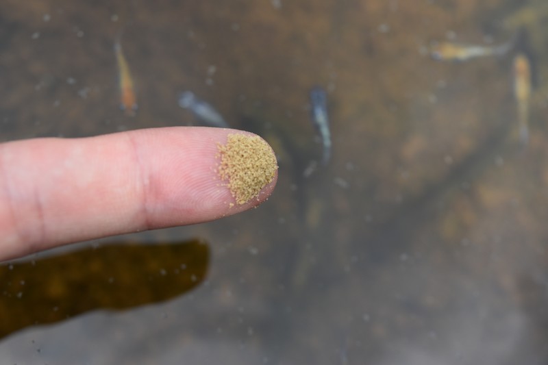 指先に付着した粉末状の魚の餌と水面を泳ぐメダカ