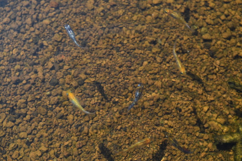 赤茶色の底砂の上を泳ぐ数匹のメダカの俯瞰写真