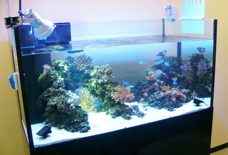 沖縄電力東京支社様に 150cm本格サンゴ水槽を設置しました 水槽画像2