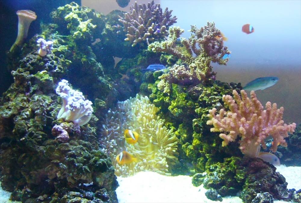 サンゴとイソギンチャクが配置された海水魚水槽のレイアウト