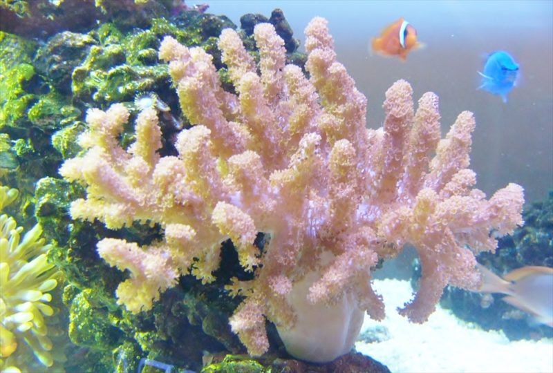水槽内の岩に活着したピンク色のトサカ類と泳ぐ海水魚