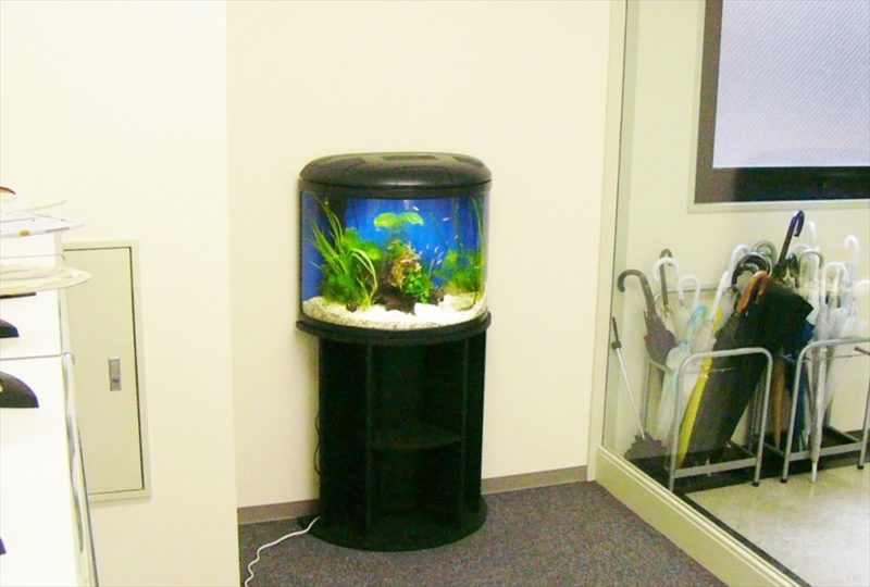 江東区オフィス様にアリーナ水槽を設置しました 水槽画像３