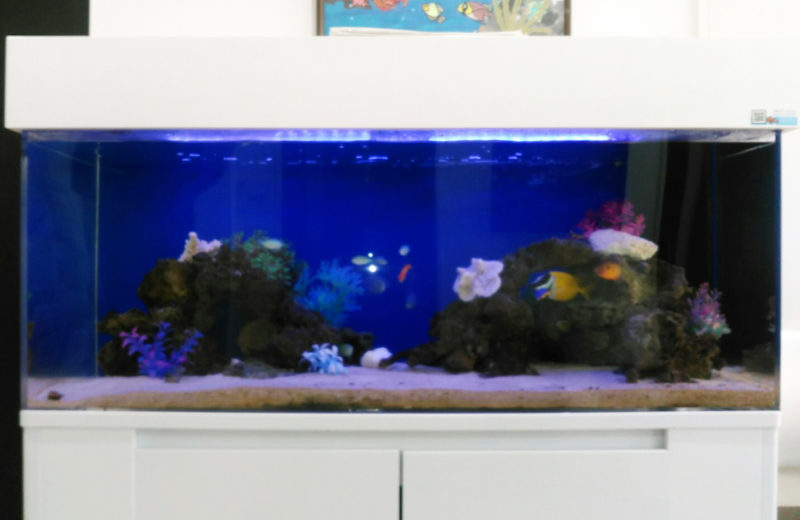 練馬区 皮膚科小児科の待合室 120cm海水魚水槽 リース事例 その後 水槽画像2