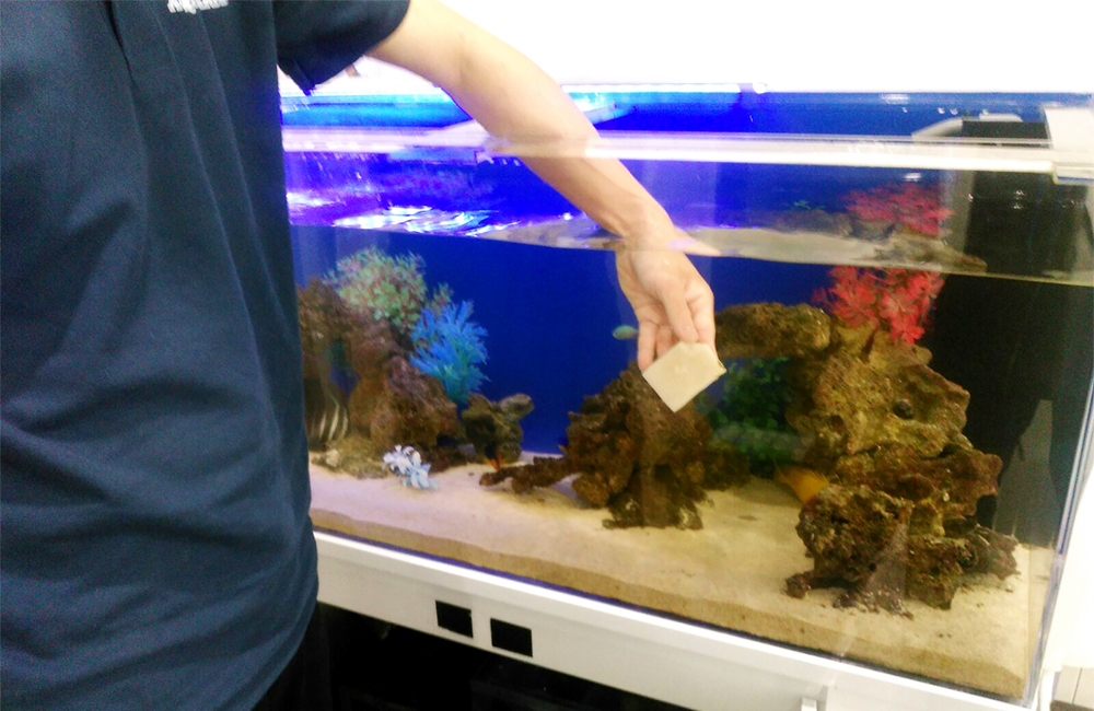 スポンジで海水魚水槽のコケを掃除する人の手元