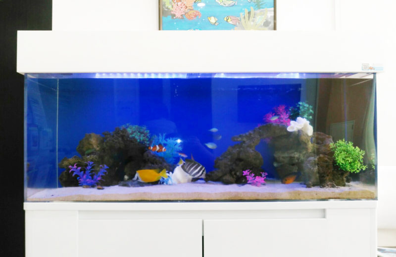 練馬区 皮膚科小児科の待合室 120cm海水魚水槽 リース事例 その後 水槽画像5
