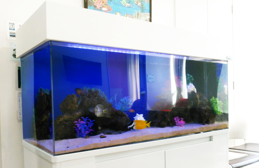 白い水槽台に設置された海水魚が泳ぐ大型水槽の全景