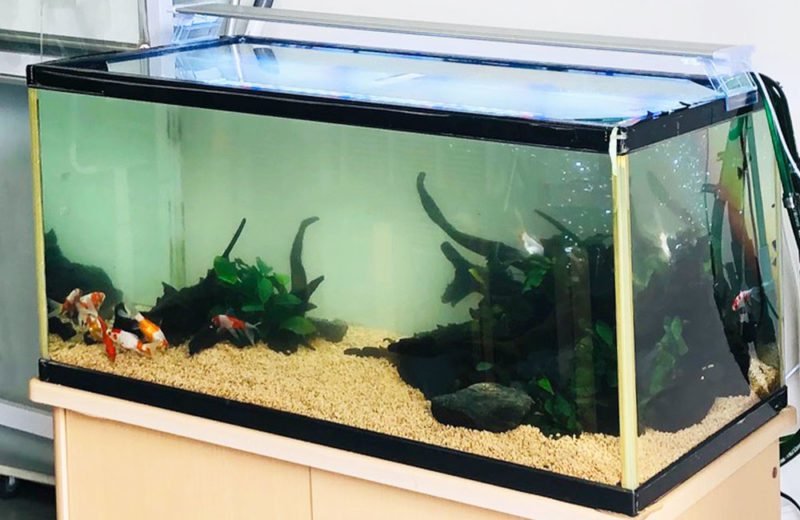 個人宅様 90cm金魚水槽 リニューアル事例 水槽画像4