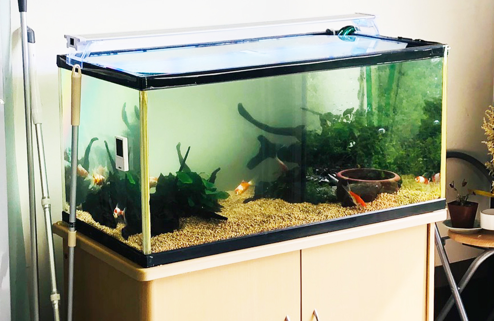 流木と水草を配置した水槽で泳ぐ数匹の金魚