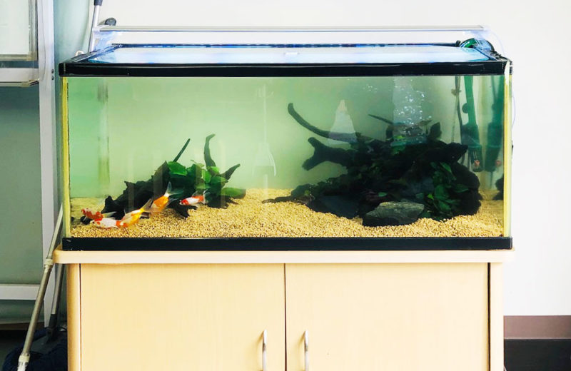 個人宅様 90cm金魚水槽 リニューアル事例 水槽画像3