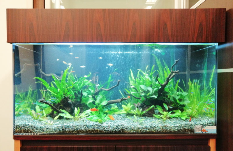 株式会社イー・ブレーン様 90cm淡水魚水槽 レンタル事例 水槽画像4