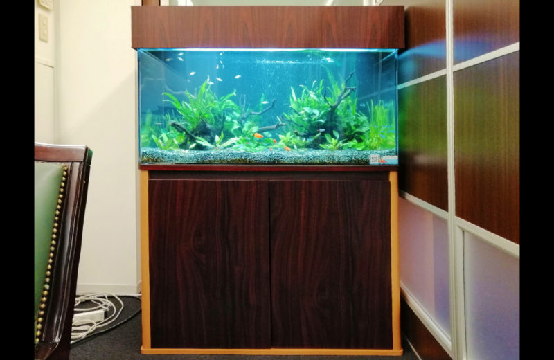 株式会社イー・ブレーン様 90cm淡水魚水槽 レンタル事例 水槽画像3