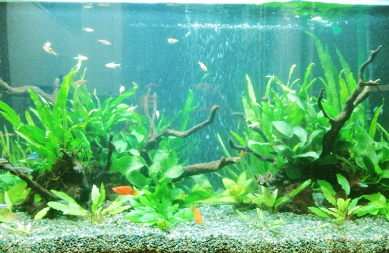 株式会社イー・ブレーン様 90cm淡水魚水槽 レンタル事例 水槽画像2