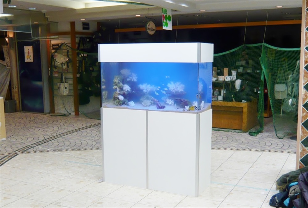白い水槽台に設置された店舗内の大型海水魚水槽