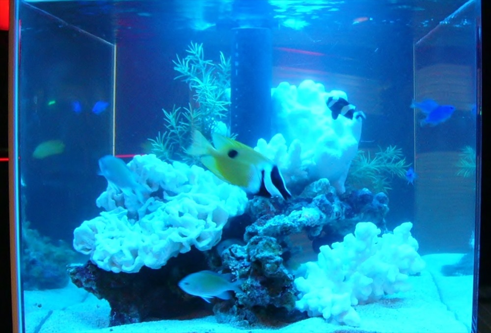 白いサンゴと黄色い海水魚が泳ぐ青い照明の水槽