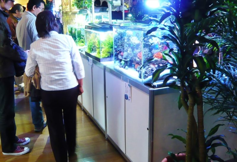 水槽コンテスト60cm海水魚水槽を出展 水槽画像2