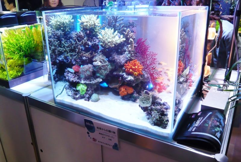 水槽コンテスト60cm海水魚水槽を出展 水槽画像1