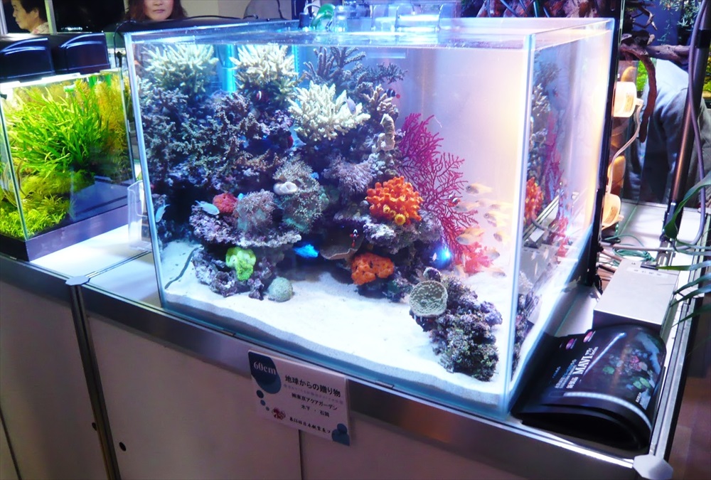 水槽コンテスト60cm海水魚水槽を出展