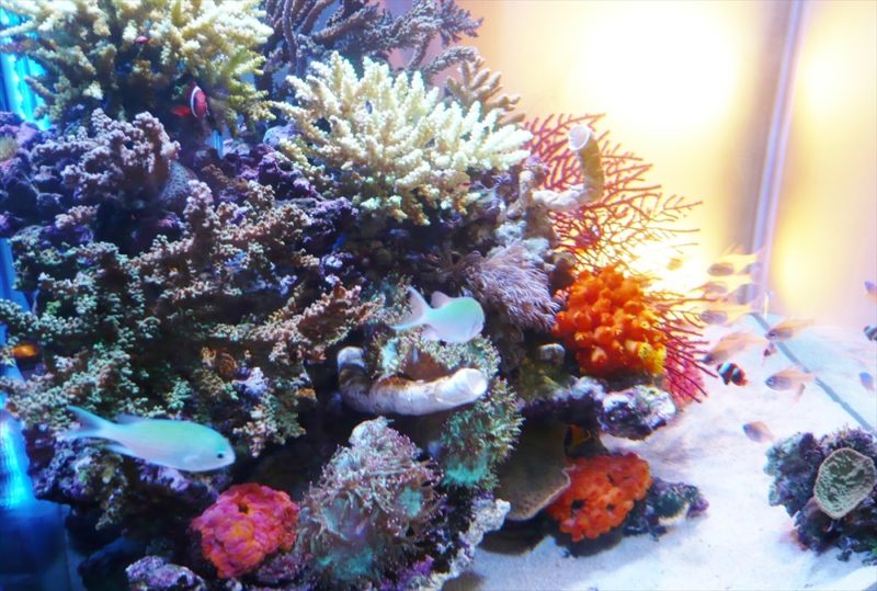 水槽コンテスト60cm海水魚水槽を出展 水槽画像3