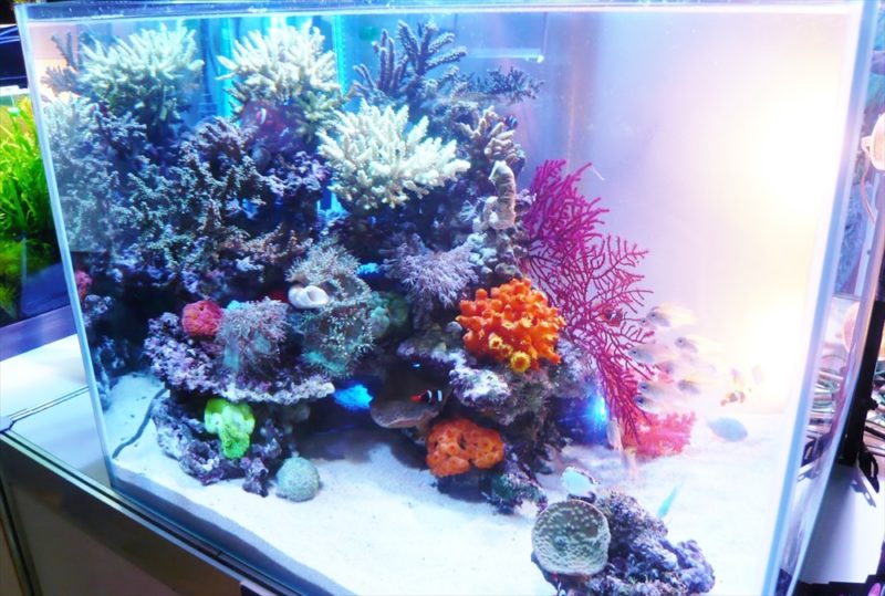 水槽コンテスト60cm海水魚水槽を出展 水槽画像4
