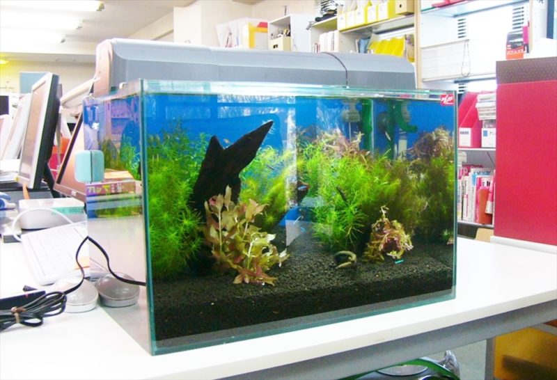 ゲッカヨ様に45cm淡水魚水槽を設置しました 水槽画像1