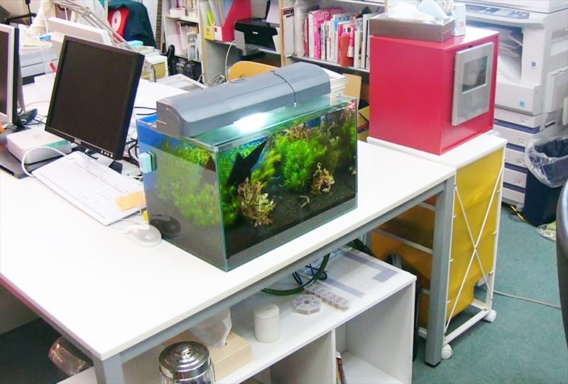 ゲッカヨ様に45cm淡水魚水槽を設置しました 水槽画像2