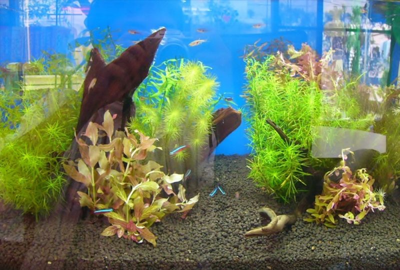 ゲッカヨ様に45cm淡水魚水槽を設置しました 水槽画像3