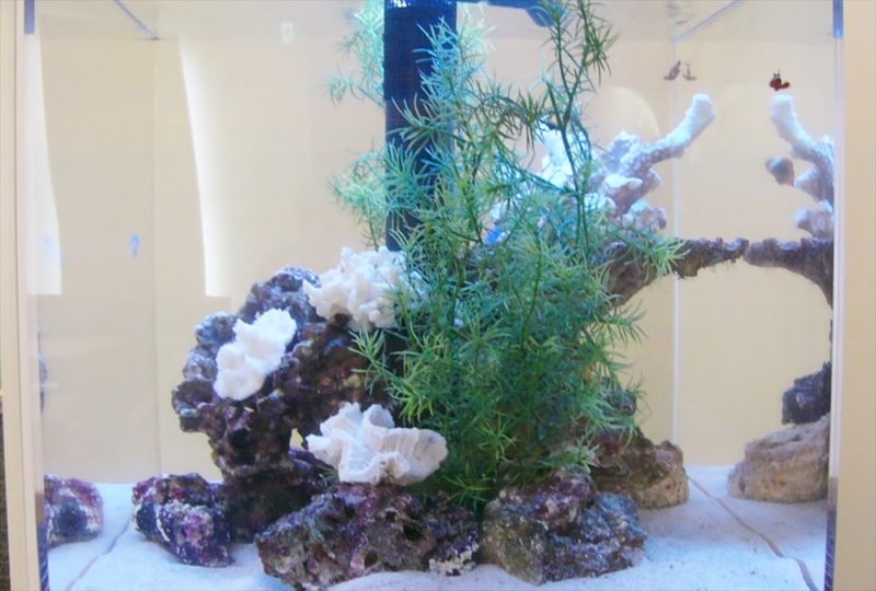 オリコン株式会社様に45cm海水魚水槽を設置しました 水槽画像2