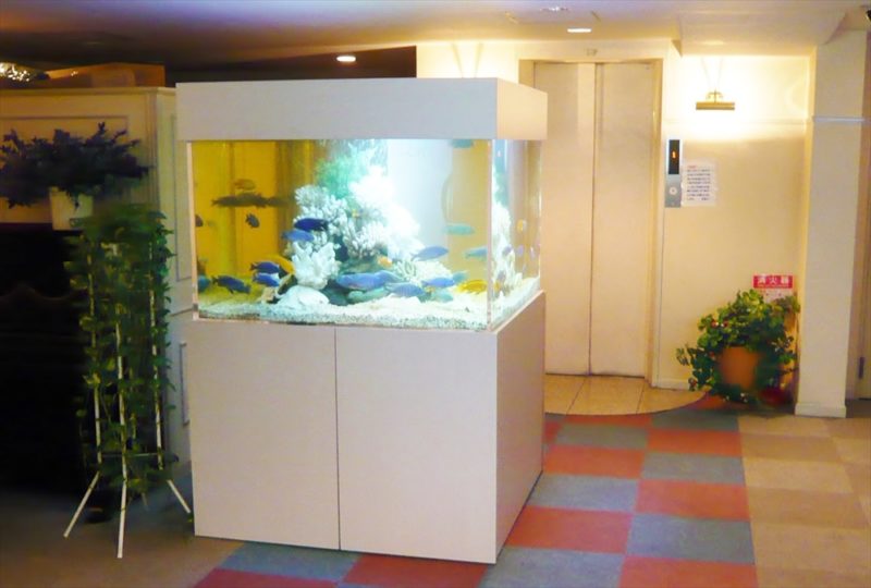 ホテルレッツ様 150cmシクリッド水槽のメンテナンスを担当しました 水槽画像3