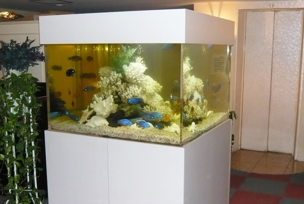 白い水槽台に設置されたサンゴ岩と青い魚の大型水槽