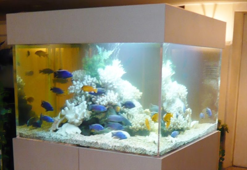 ホテルレッツ様 150cmシクリッド水槽のメンテナンスを担当しました 水槽画像1