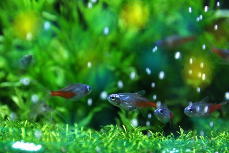 水草水槽を泳ぐネオンテトラの仲間と気泡の群れ