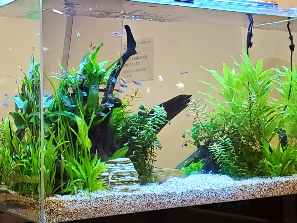 流木と水草にネオンテトラの仲間が泳ぐ水槽