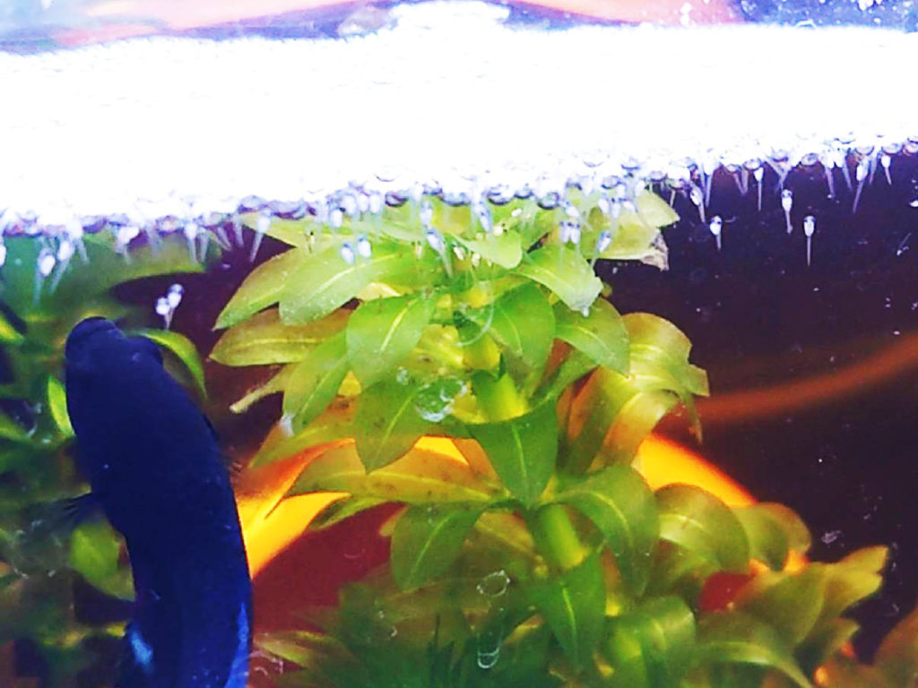 水面の泡巣にぶら下がる魚の稚魚と水草を見守る親魚
