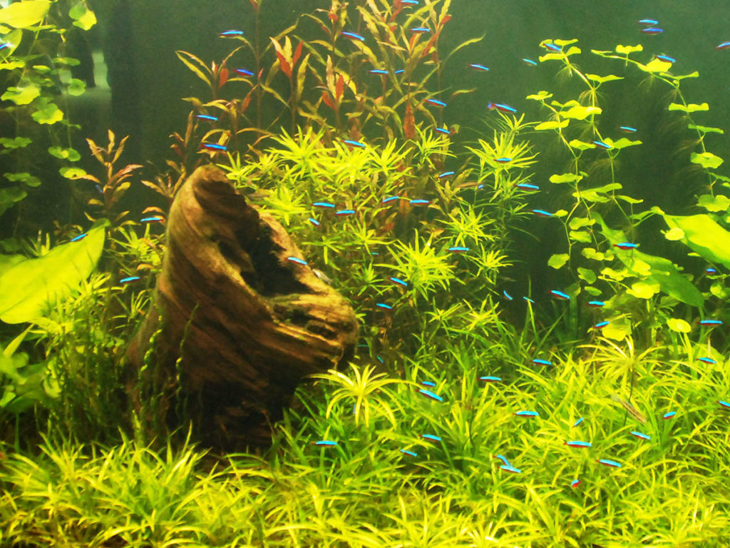 水草水槽を泳ぐネオンテトラの仲間と流木のレイアウト