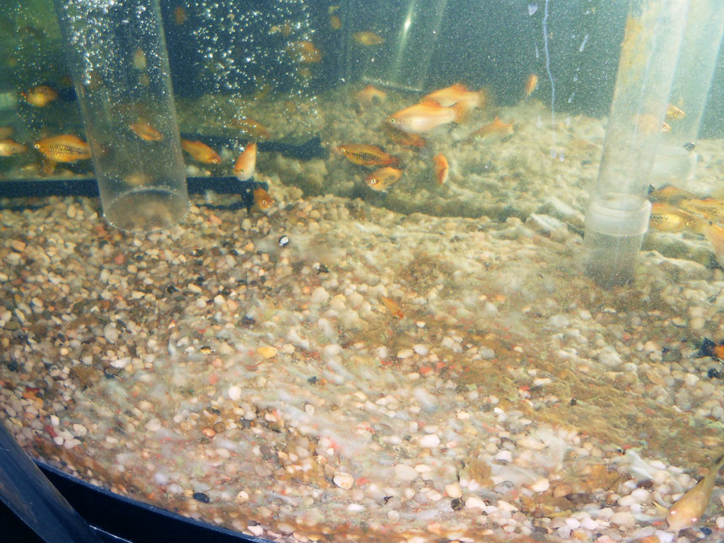 砂利を敷いた水槽内を泳ぐオレンジ色の小型熱帯魚群