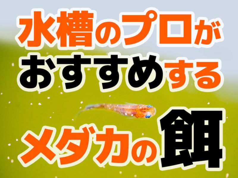 水槽のプロがおすすめするメダカの餌の見出し画像