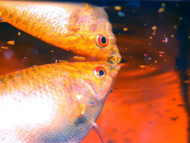 水面に反射するオレンジ色の熱帯魚と浮遊する餌