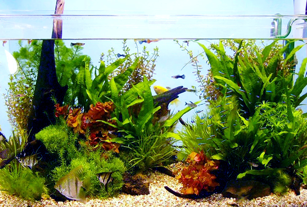 水草が茂る水槽内を泳ぐエンゼルフィッシュと小型魚類
