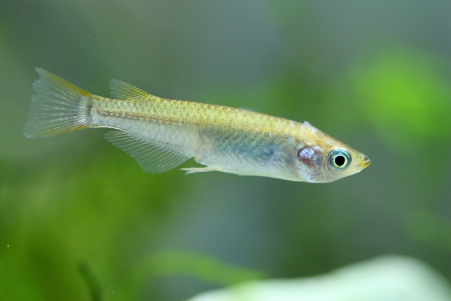 メダカが死んだ！よくある死因と底に沈む原因、対策方法