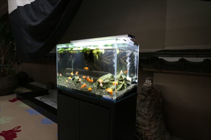 和室に設置された金魚が泳ぐライトアップ水槽