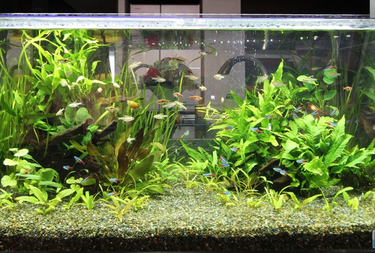 ネオンテトラの仲間が泳ぐ水草レイアウト水槽の全景