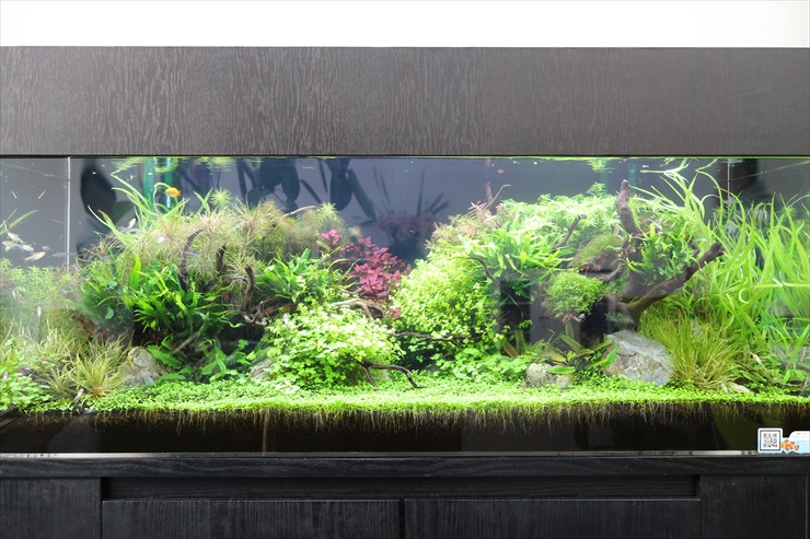 水草が密生する大型のネイチャーアクアリウム水槽