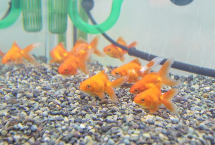 砂利を敷いた水槽内を泳ぐ複数の金魚と緑のパイプ