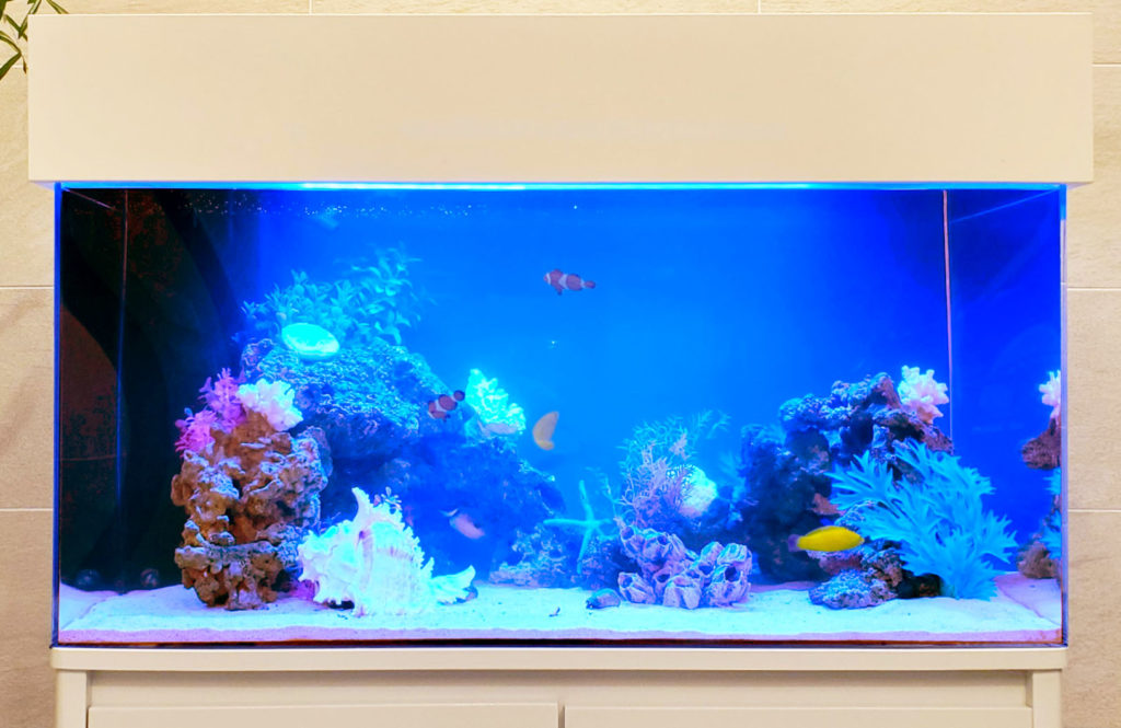 青い照明の海水魚水槽と白い水槽台のセットアップ