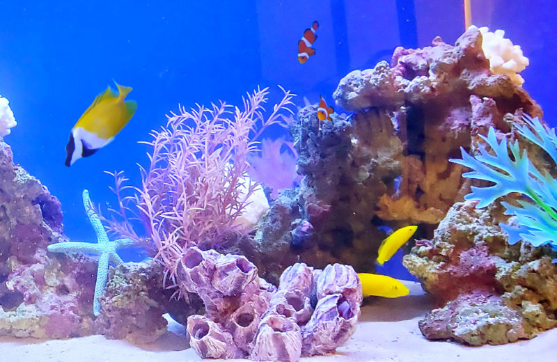 個人宅様 90cm海水魚水槽 レンタル事例 その後 水槽画像4