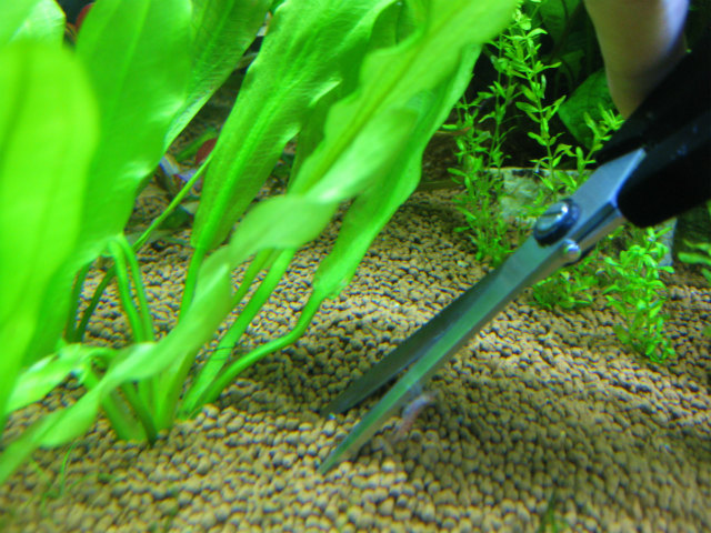 ハサミで水槽内の水草をトリミングする様子