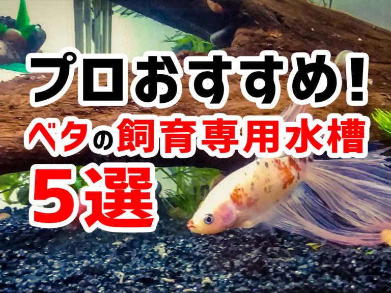 プロおすすめベタの飼育専用水槽5選の見出し画像